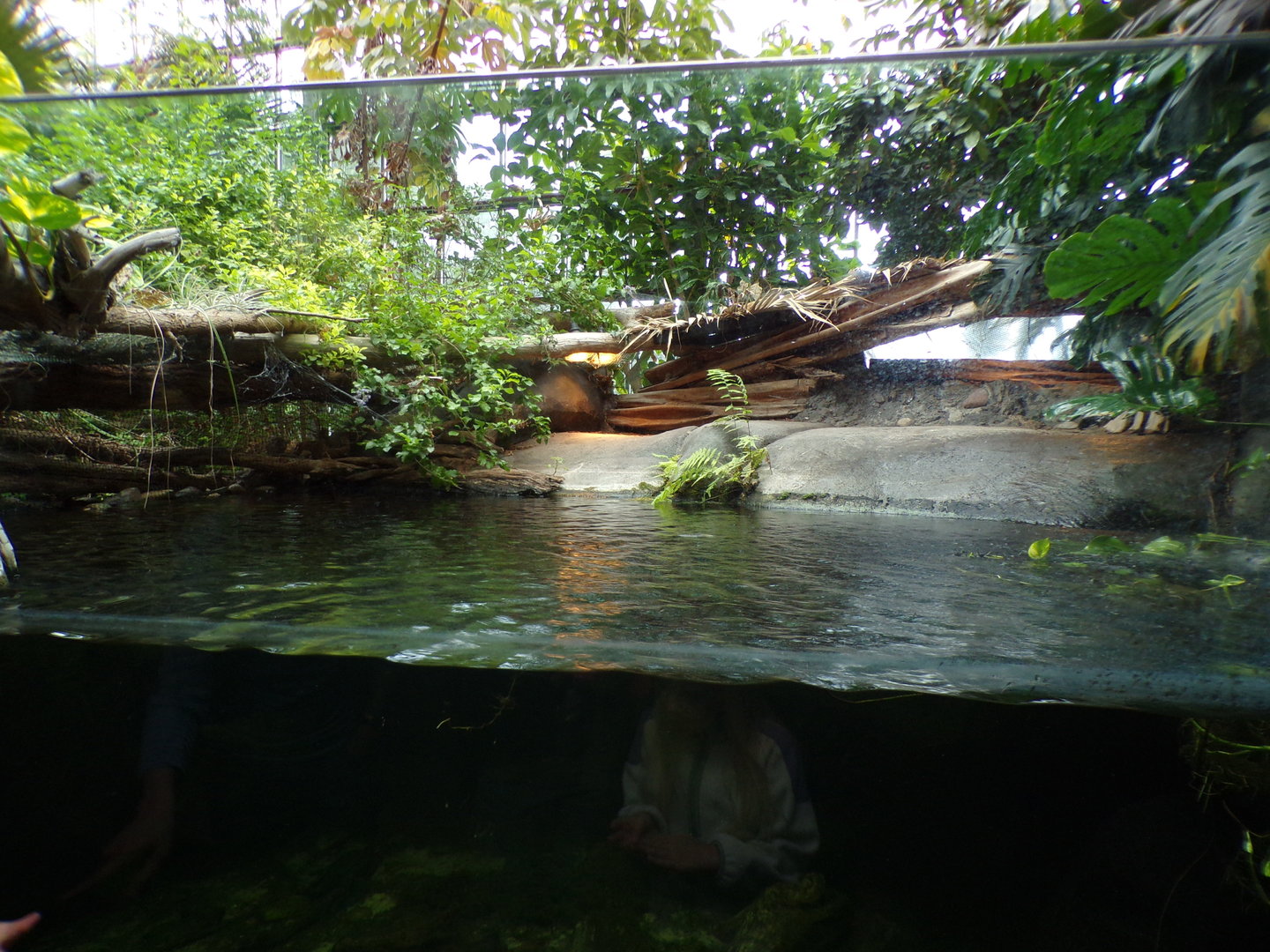 Oceanium- Cuvier’s Dwarf Caiman enclosure 13.7.23