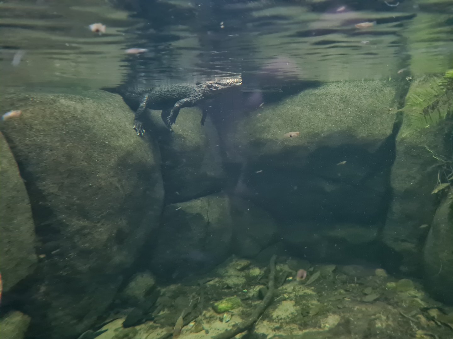 Oceanium - Cuvier's Dwarf caiman in Amazon aquarium