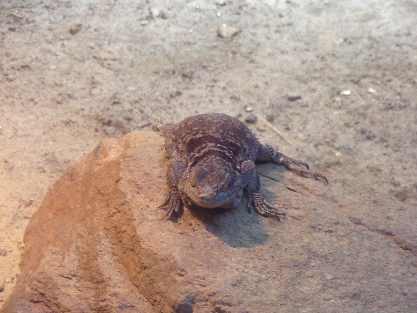 Oceanium- Cuvier’s Madagascar swift 13.7.23
