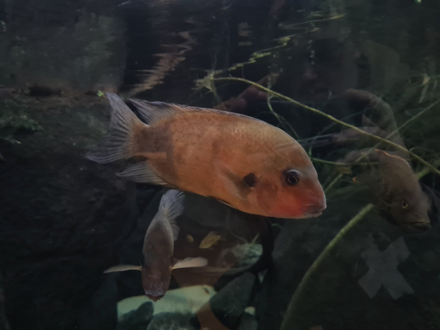 Oceanium - Damba in Conservation and