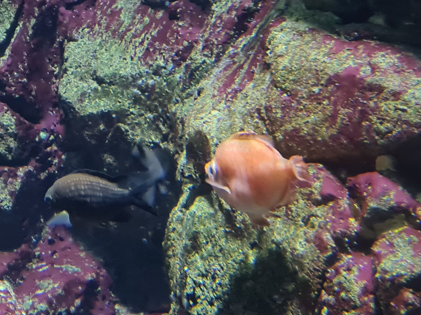 Oceanium - Damselfish and Boarfish in Rock Ciff aquarium