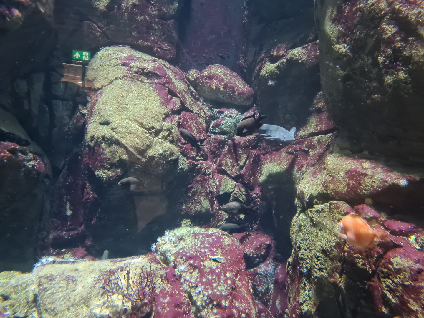 Oceanium - Damselfish, Nursehound and Boarfish in Rock Cliff aquarium