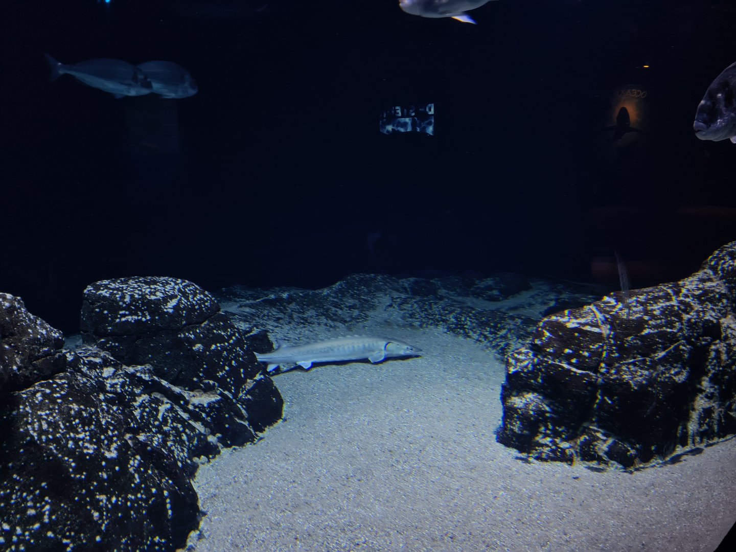 Oceanium - Delta aquarium interior