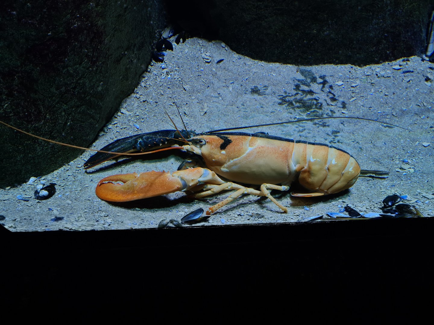 Oceanium - Dual-coloured lobster