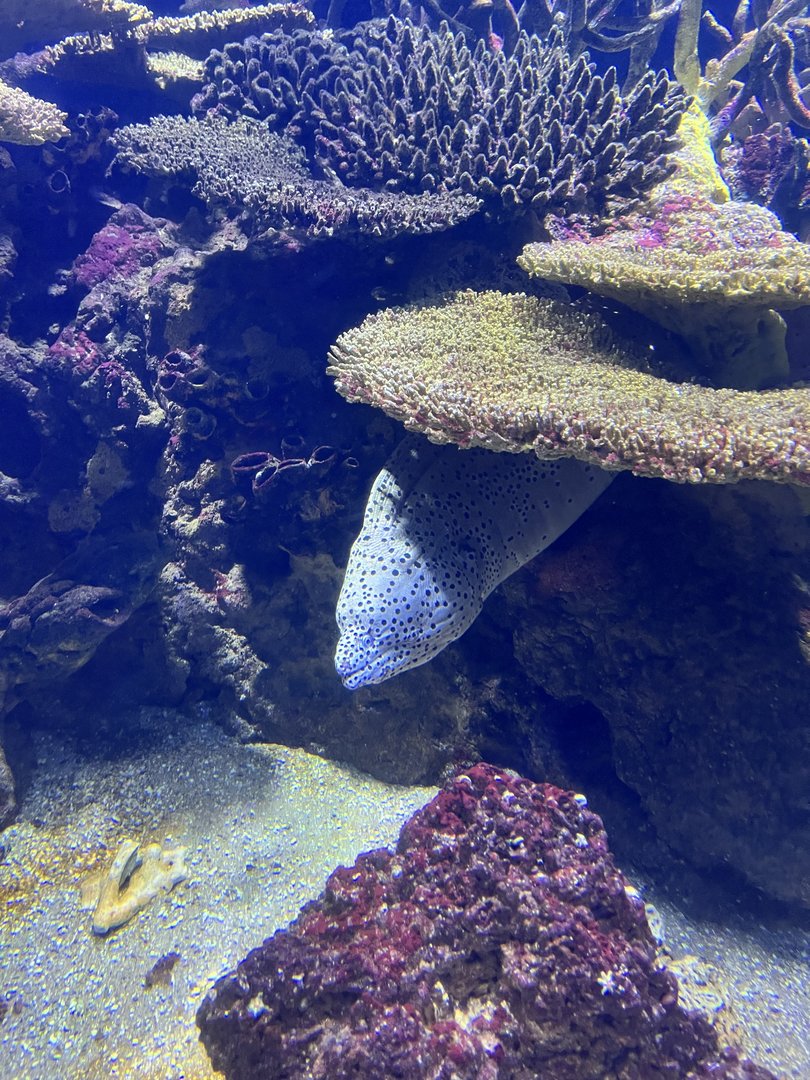 Oceanium- Eel 13.7.23