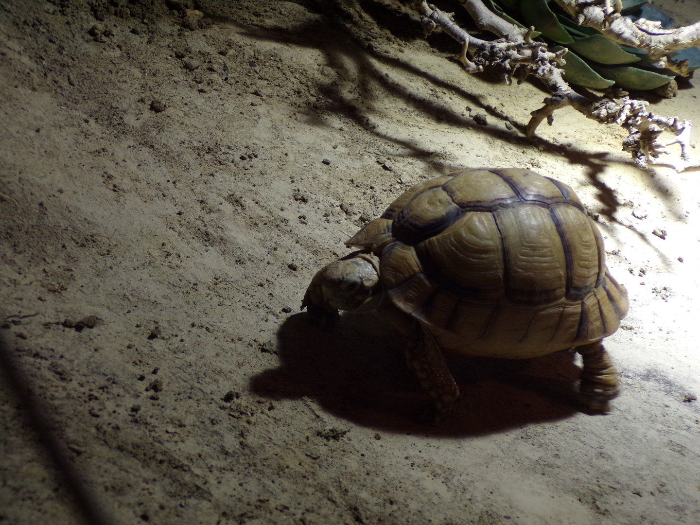 Oceanium- Egyptian tortoise 13.7.23