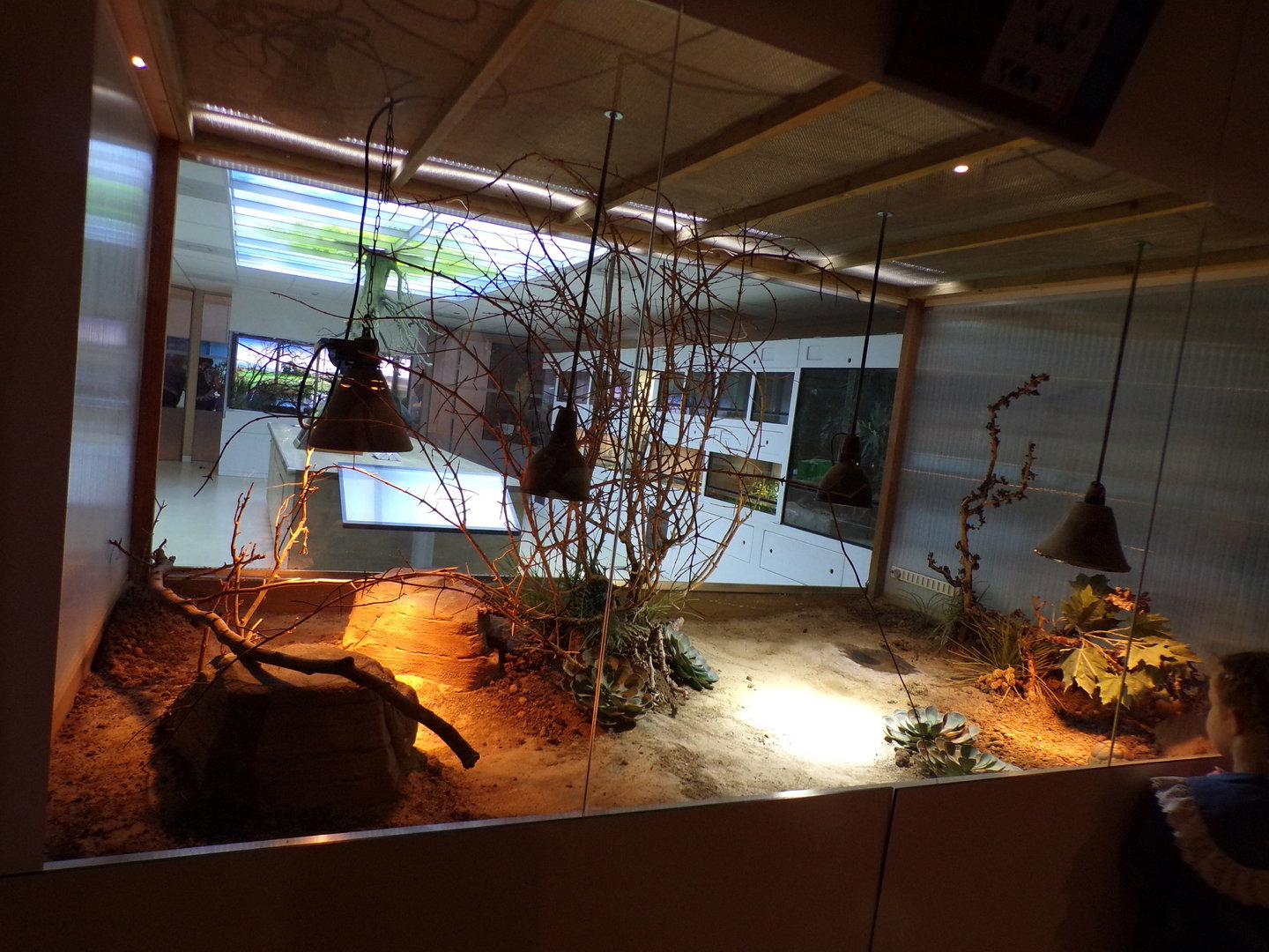 Oceanium- Egyptian tortoise enclosure 13.7.23