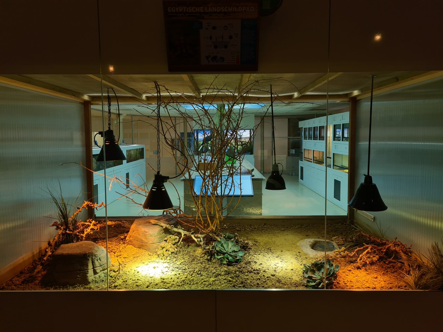 Oceanium - Egyptian tortoise enclosure in Conservation centre