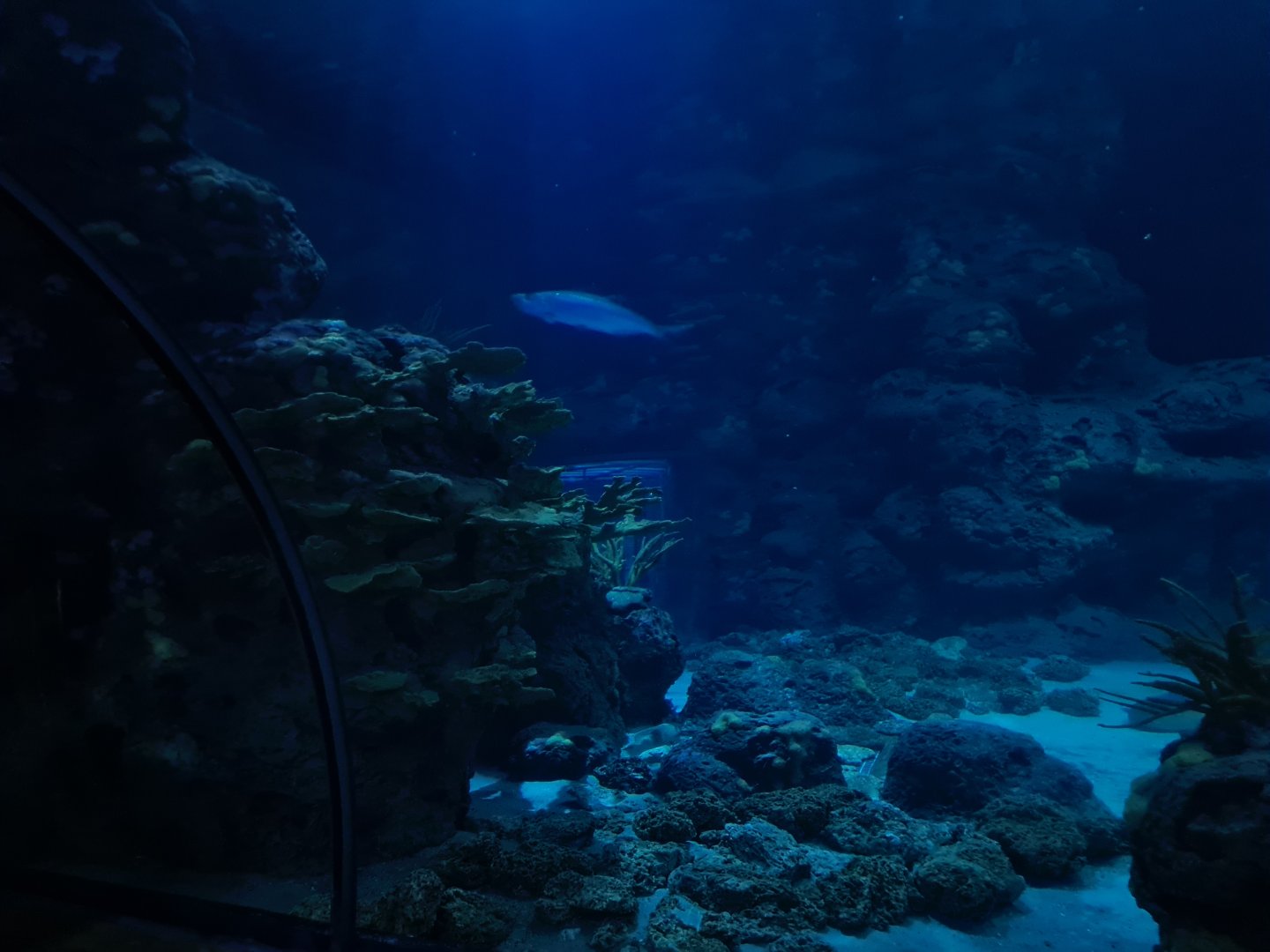 Oceanium - Endless Ocean aquarium interior