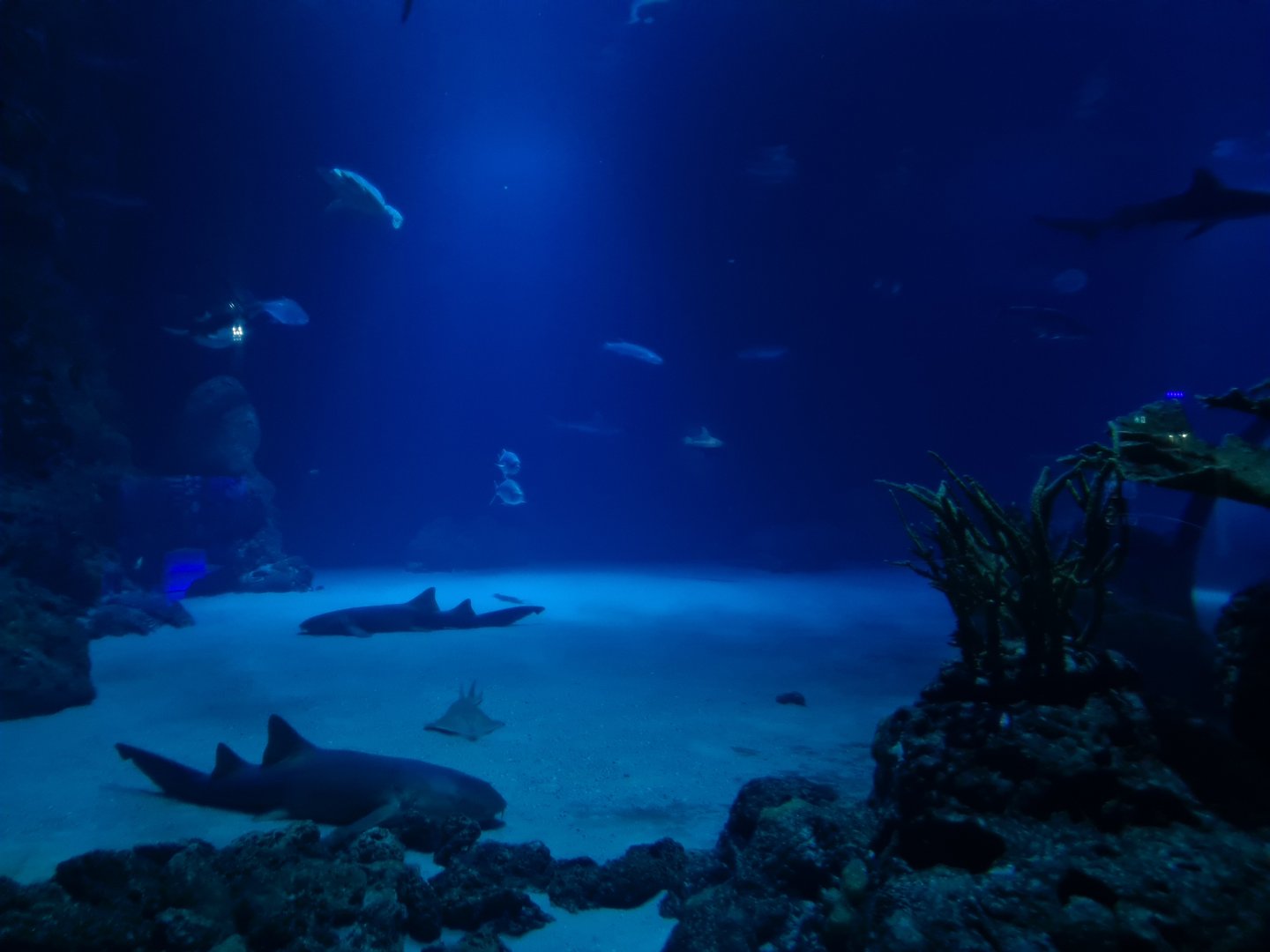 Oceanium - Endless Ocean aquarium interior