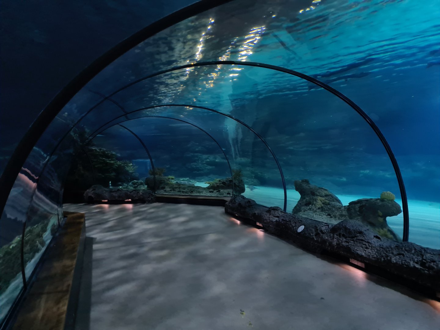 Oceanium - Endless Ocean tunnel