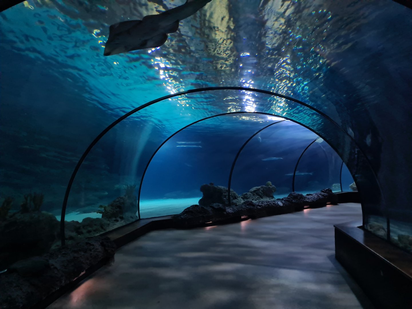 Oceanium - Endless Ocean tunnel