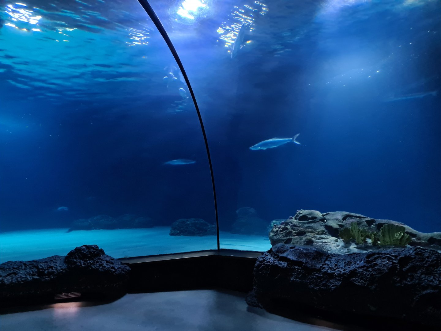 Oceanium - Endless Ocean tunnel