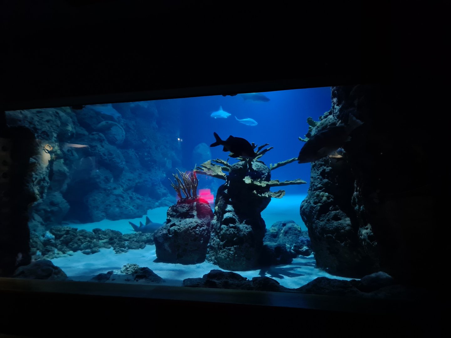 Oceanium - Endless Ocean viewing window