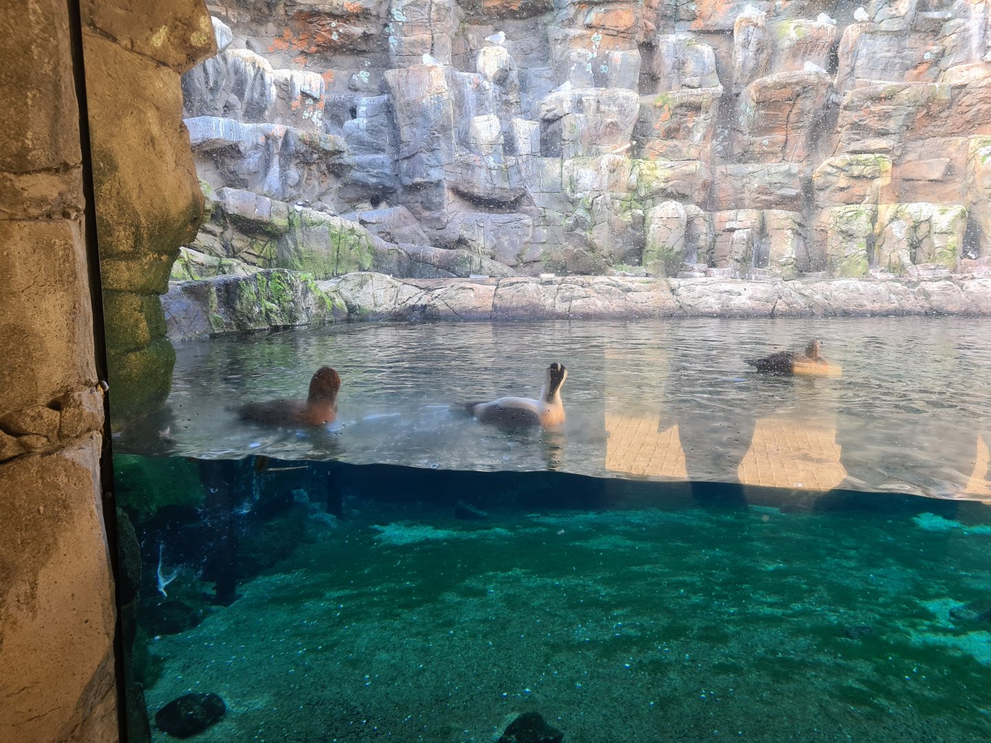 Oceanium - European eiders in Bass Rock