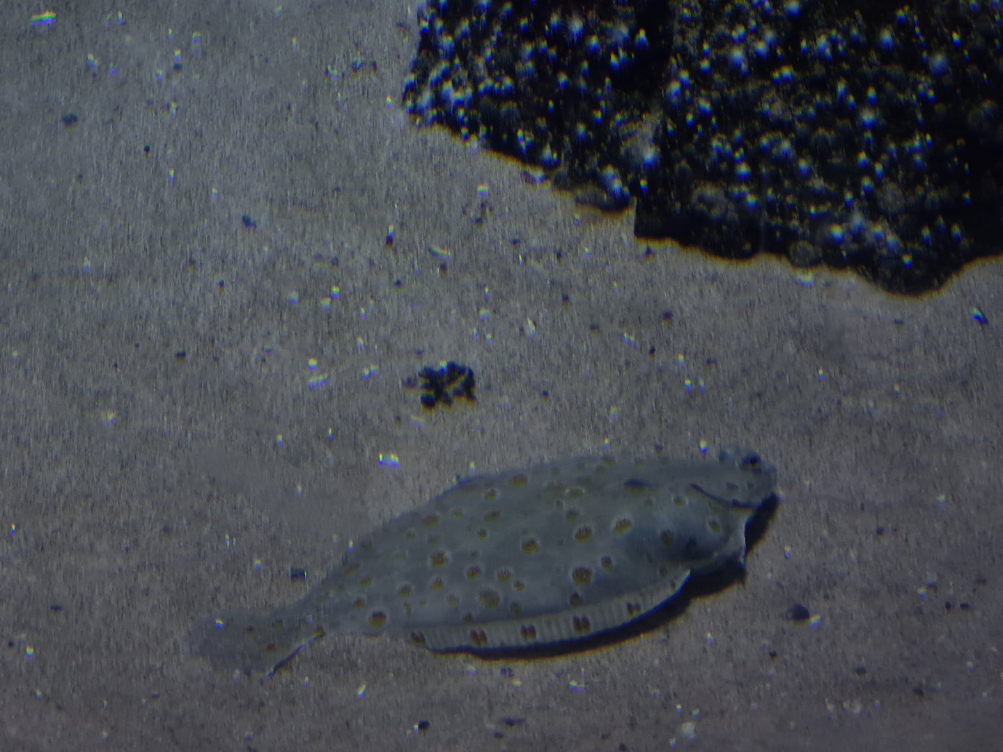 Oceanium - European flounder in North Sea aquarium