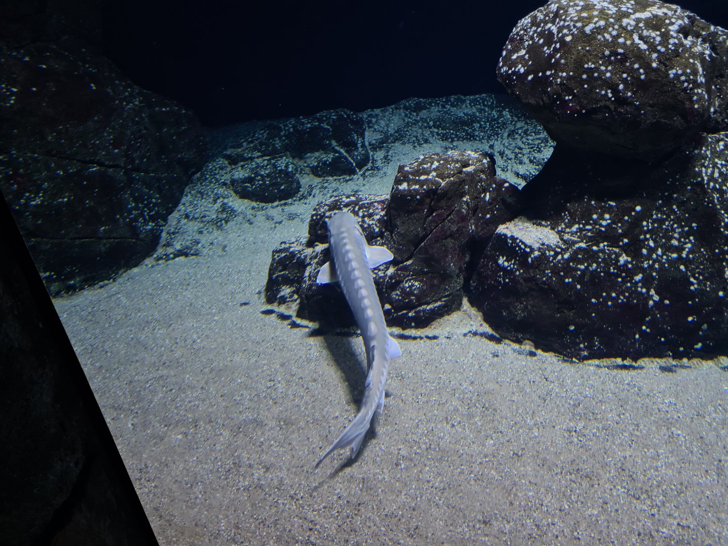 Oceanium - European Sea sturgeon in Delta aquarium
