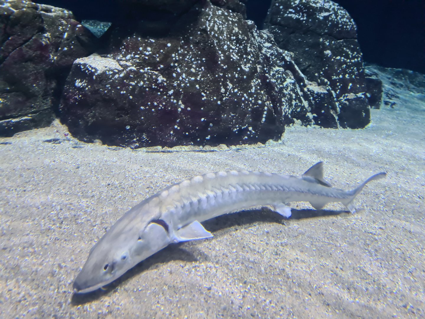Oceanium - European Sea sturgeon in Delta aquarium