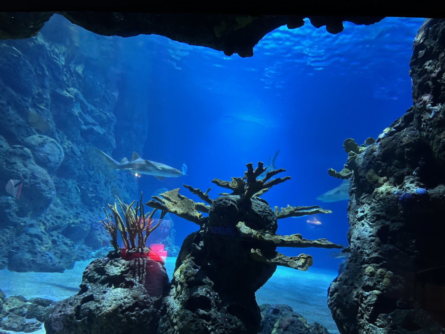 Oceanium- Example of tank 13.7.23