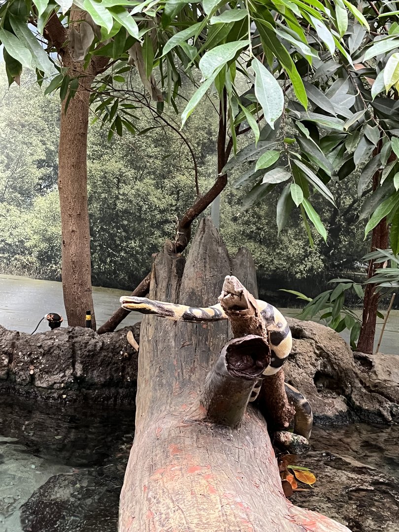 Oceanium- Fake snake in Mangrove tank 13.7.23
