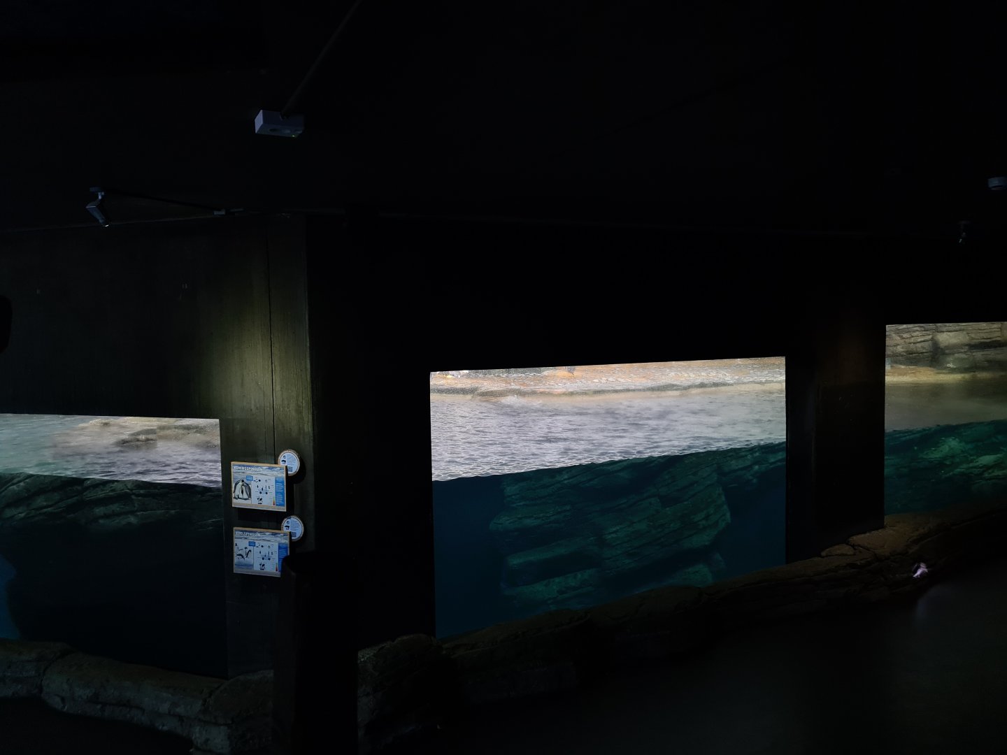 Oceanium - Falklands enclosure (King and Gentoo penguins)