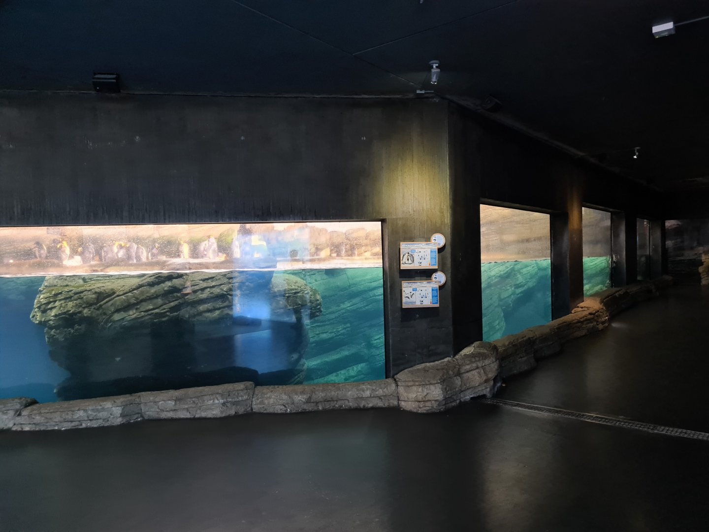 Oceanium - Falklands enclosure (King and Gentoo penguins)