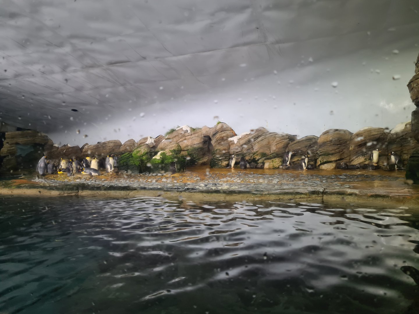 Oceanium - Falklands enclosure (King and Gentoo penguins)