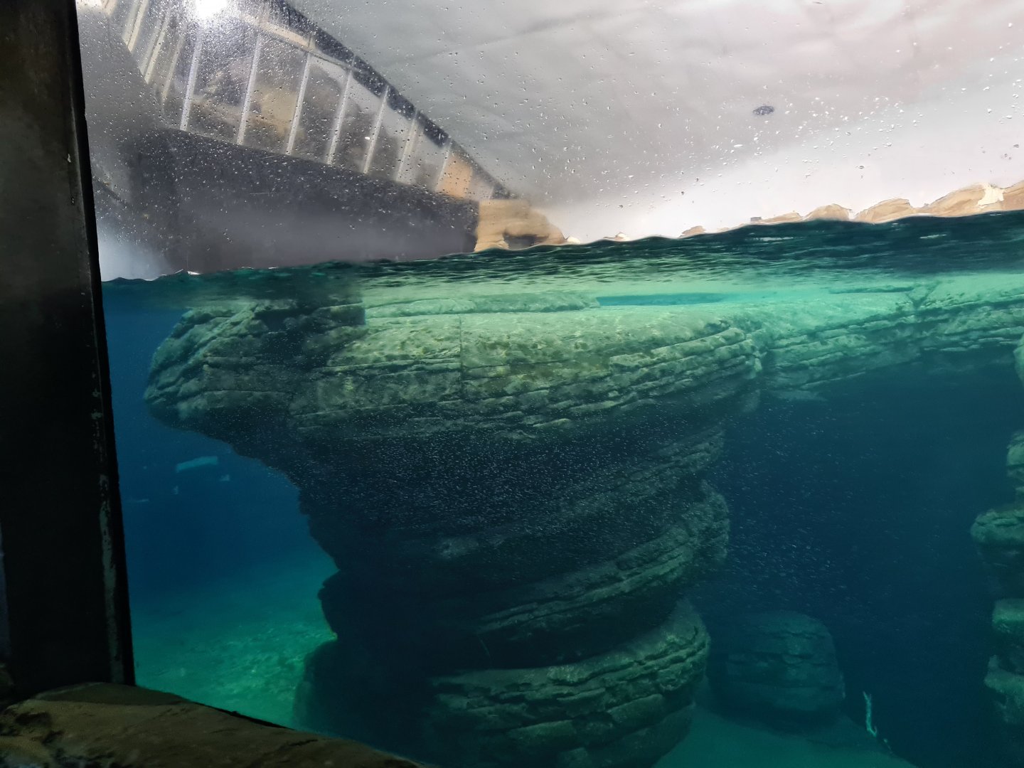 Oceanium - Falklands enclosure (King and Gentoo penguins)