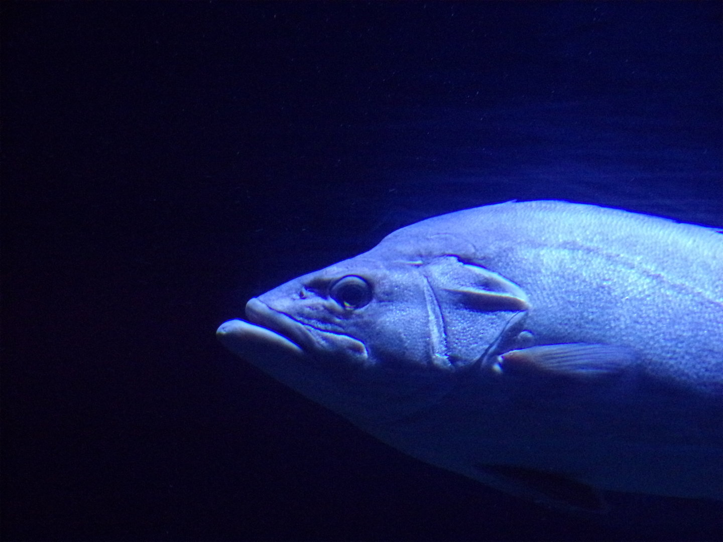 Oceanium- Fish ID? 13.7.23