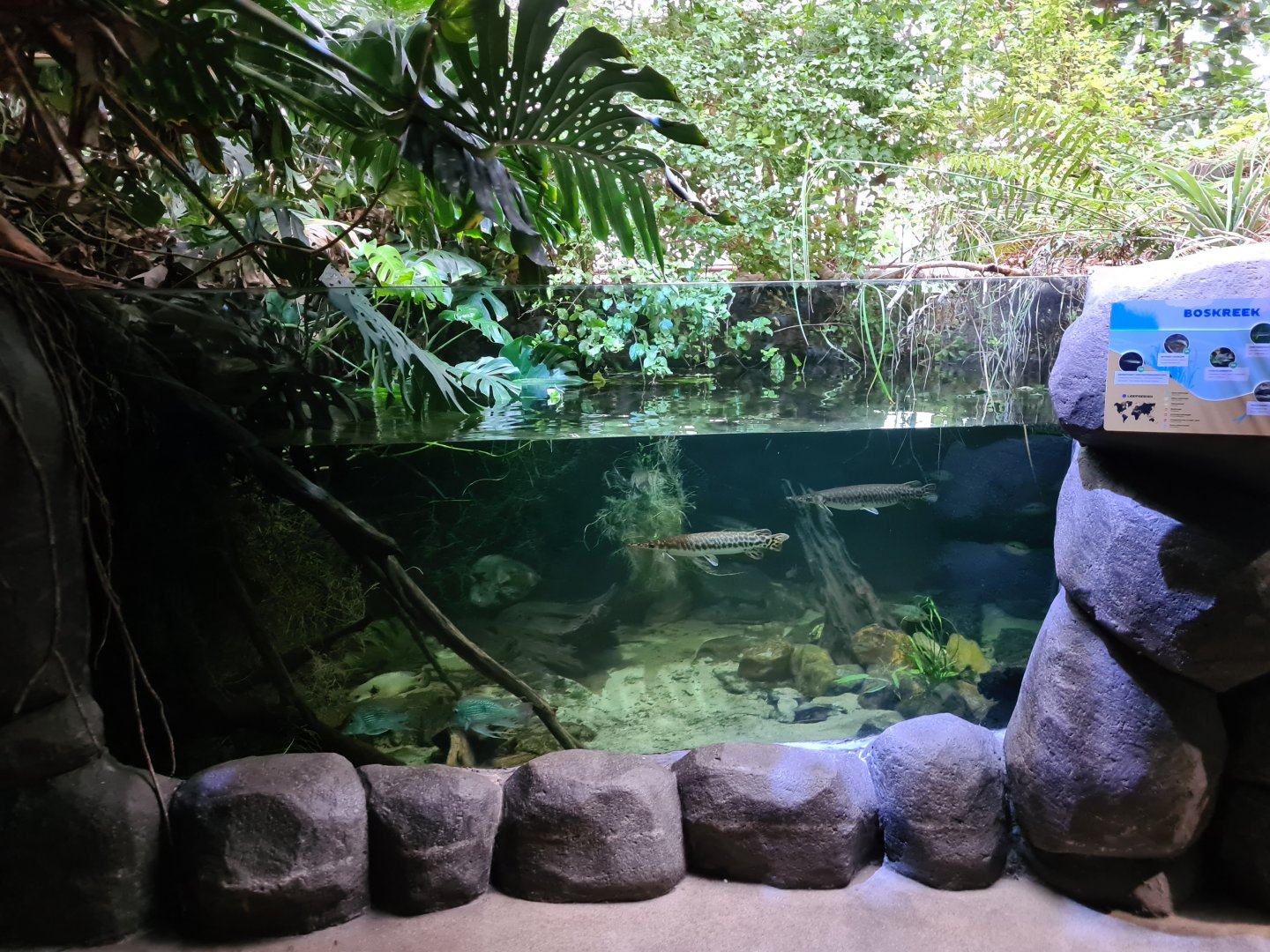 Oceanium - Forest creek aquarium