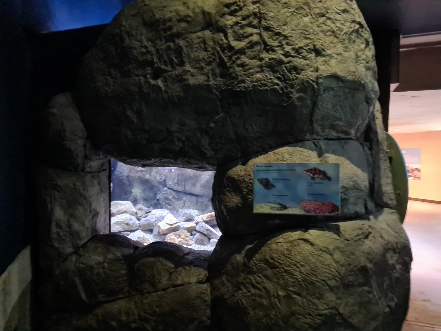 Oceanium - Formerly one of the California themed tanks