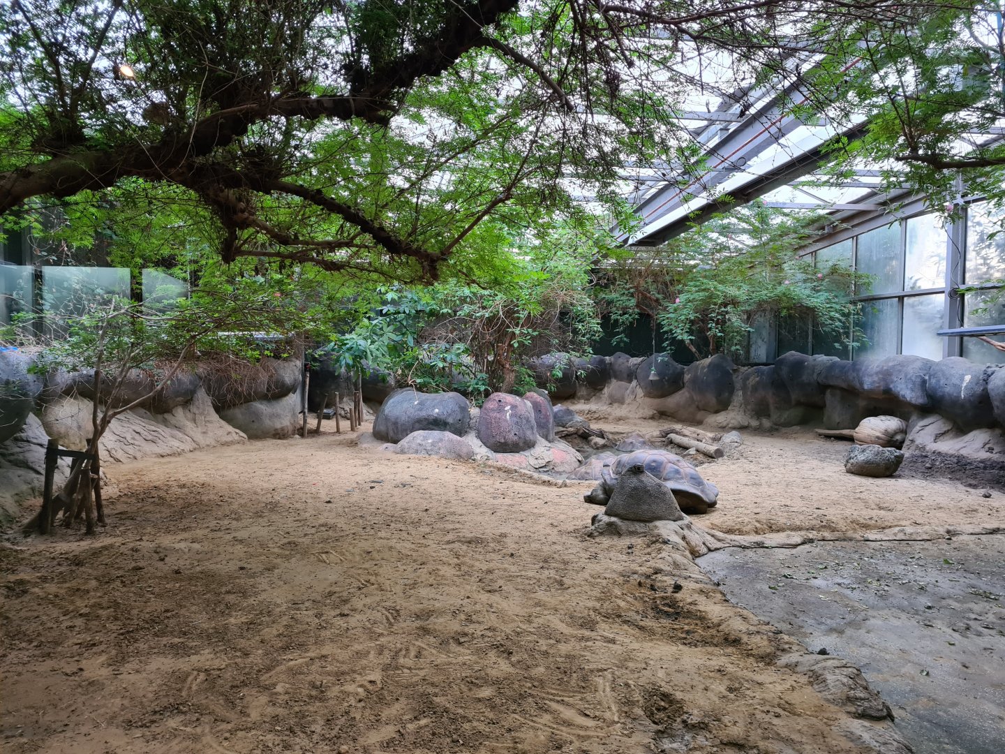 Oceanium - Galapagos giant tortoise indoor enclosure
