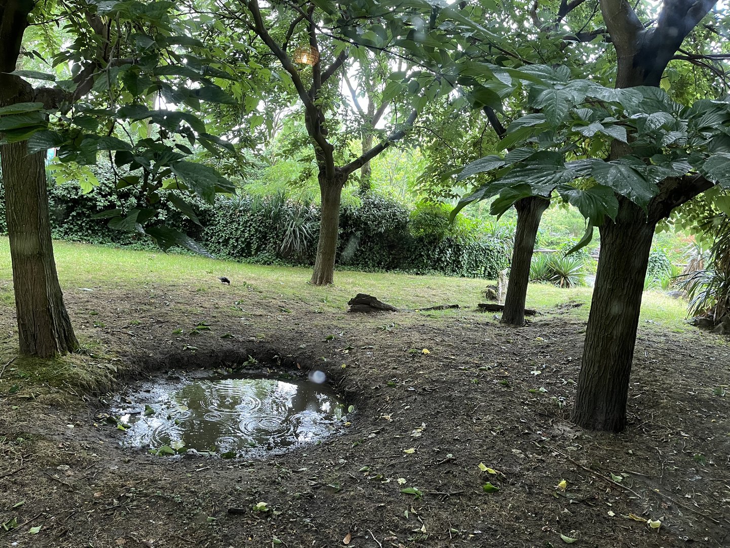Oceanium- Galapagos tortoise enclosure 13.7.23