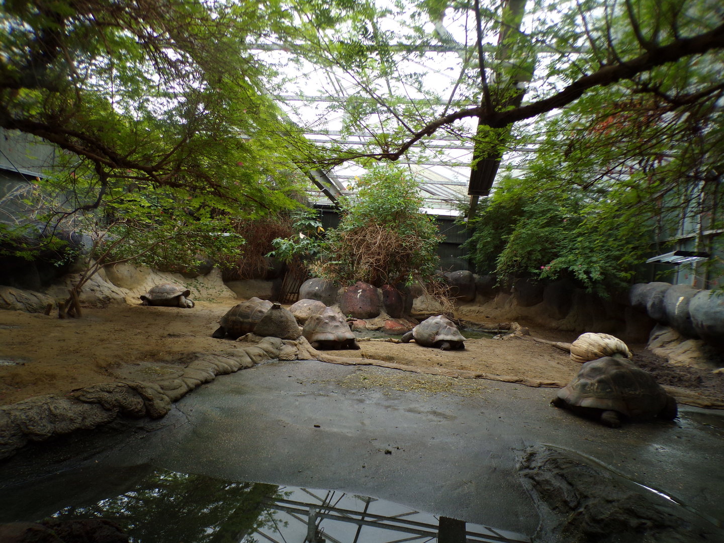 Oceanium- Galapagos tortoise indoors 13.7.23