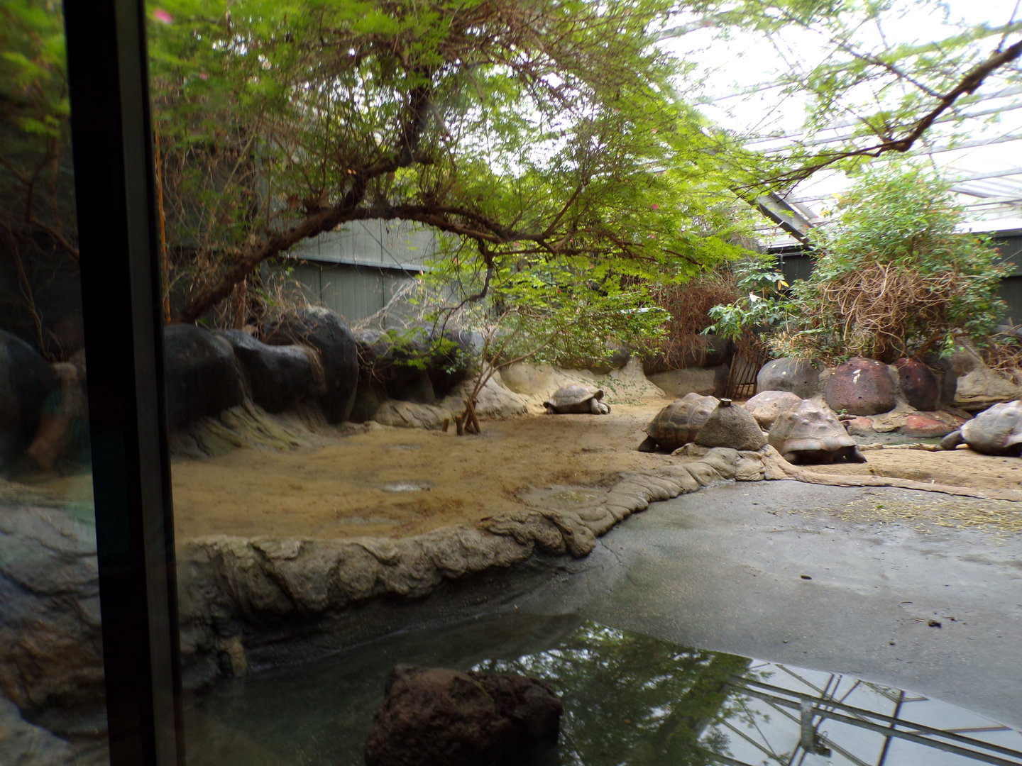 Oceanium- Galapagos tortoise indoors 13.7.23