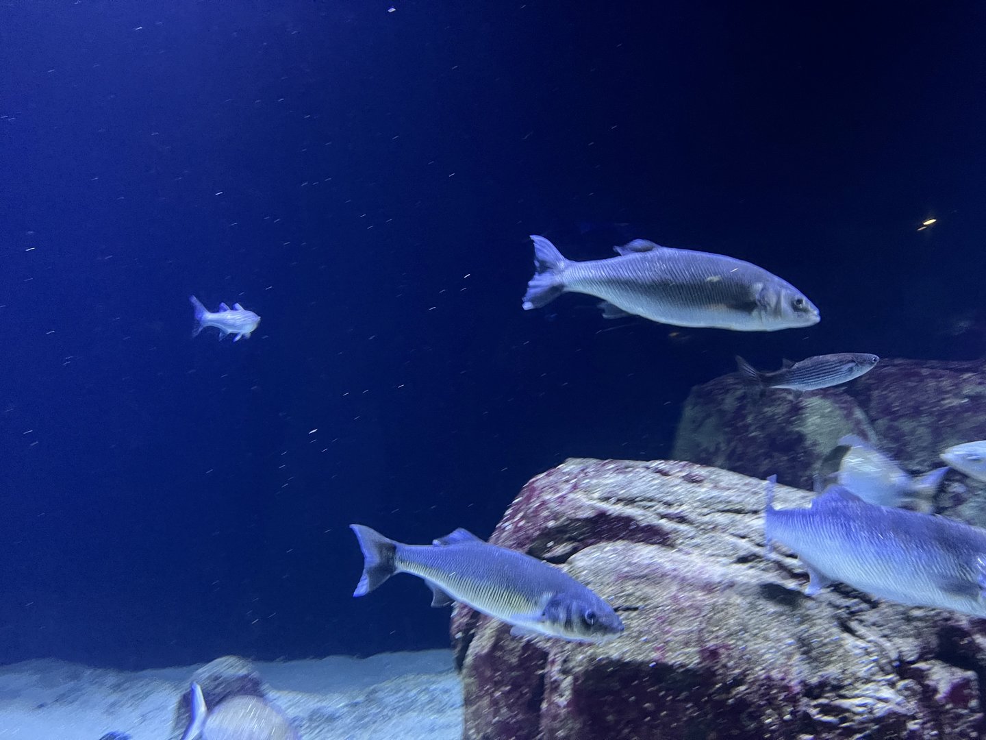 Oceanium- General view of tank 13.7.23
