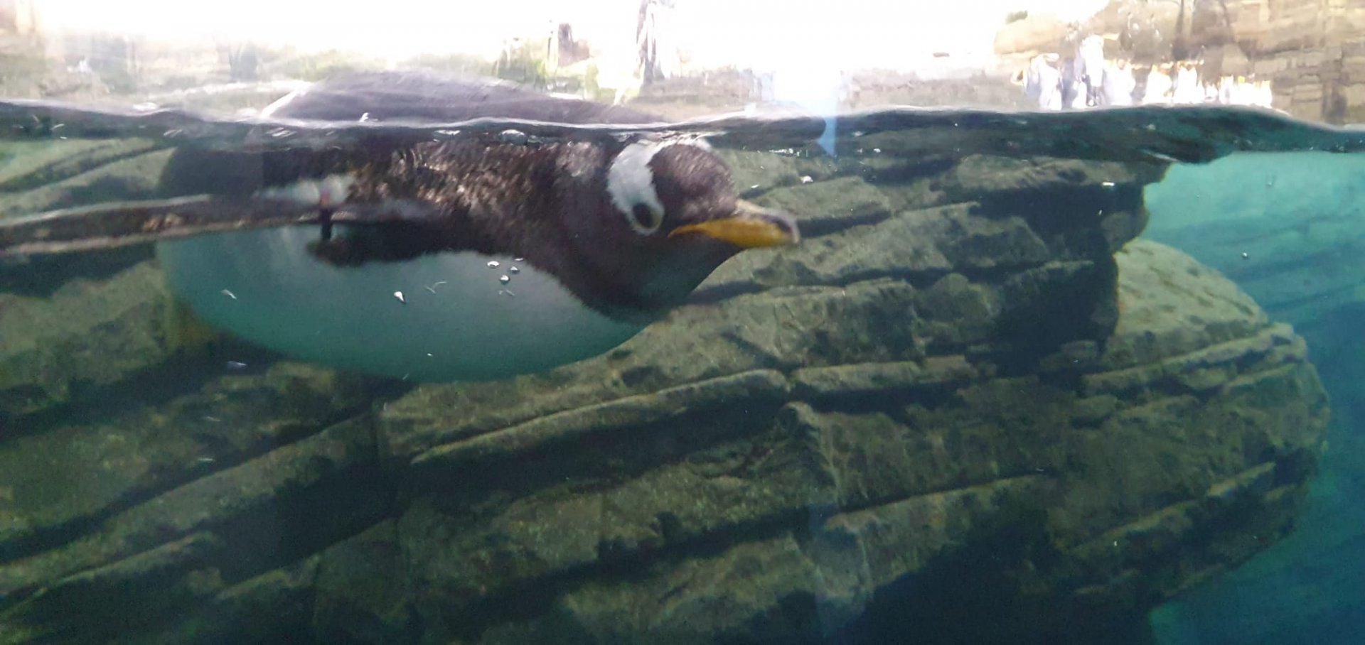 Oceanium - Gentoo penguin