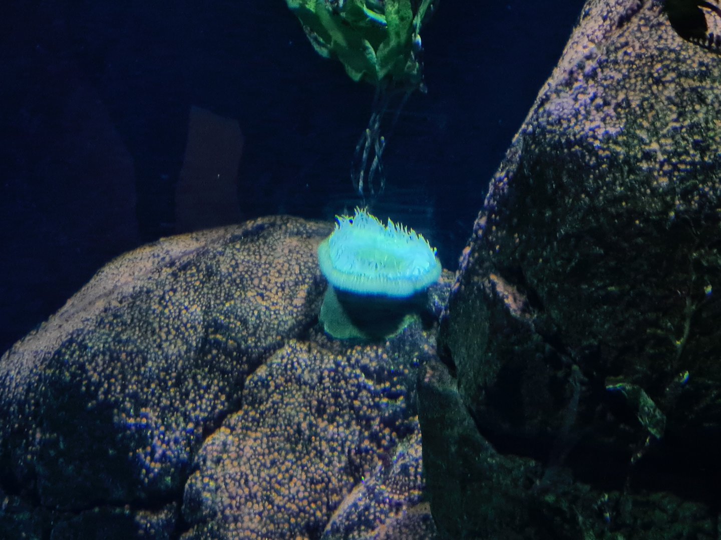 Oceanium - Giant green anemone in California kelp forest aquarium