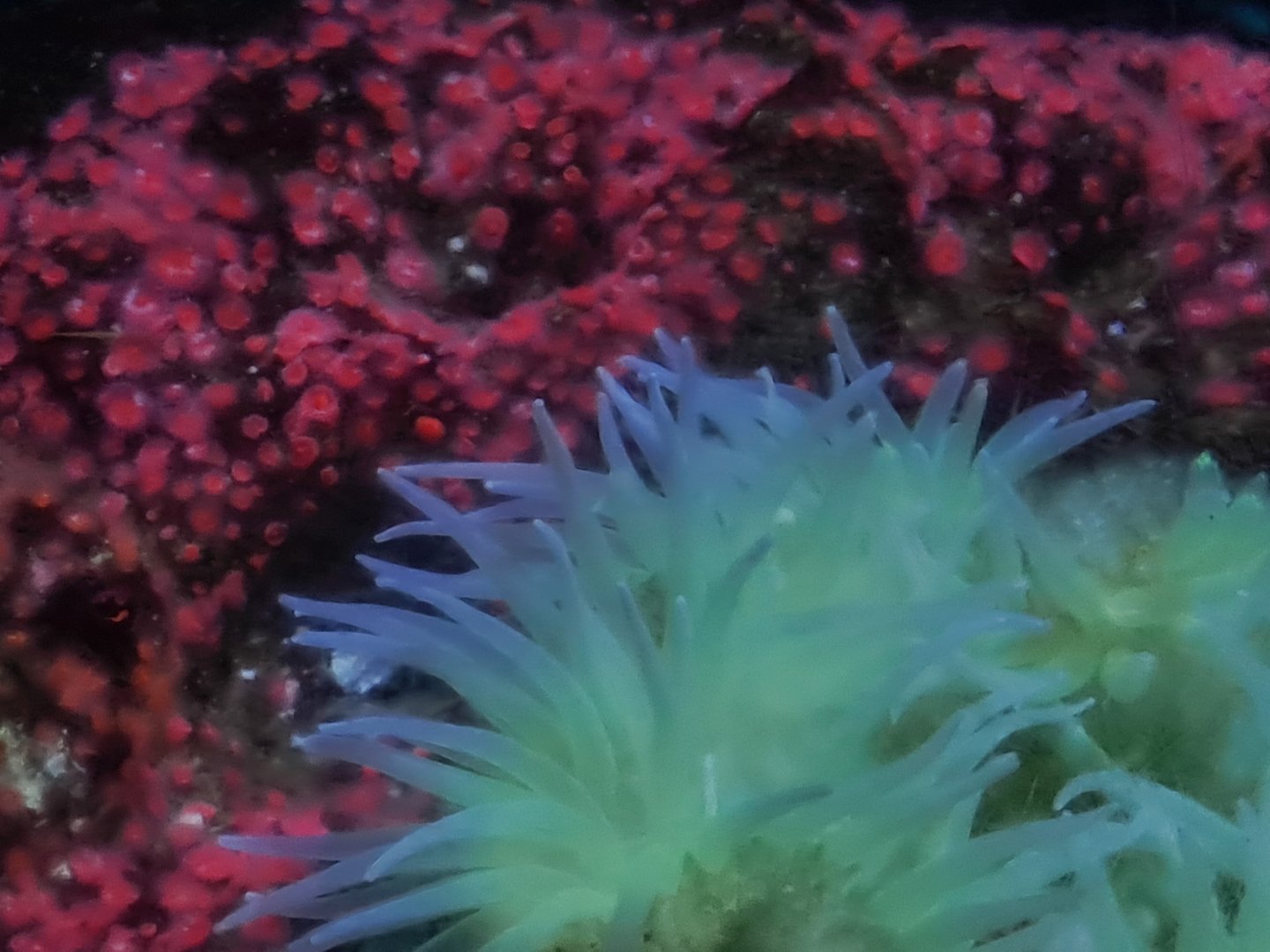 Oceanium - Giant green anemone in California kelp forest aquarium