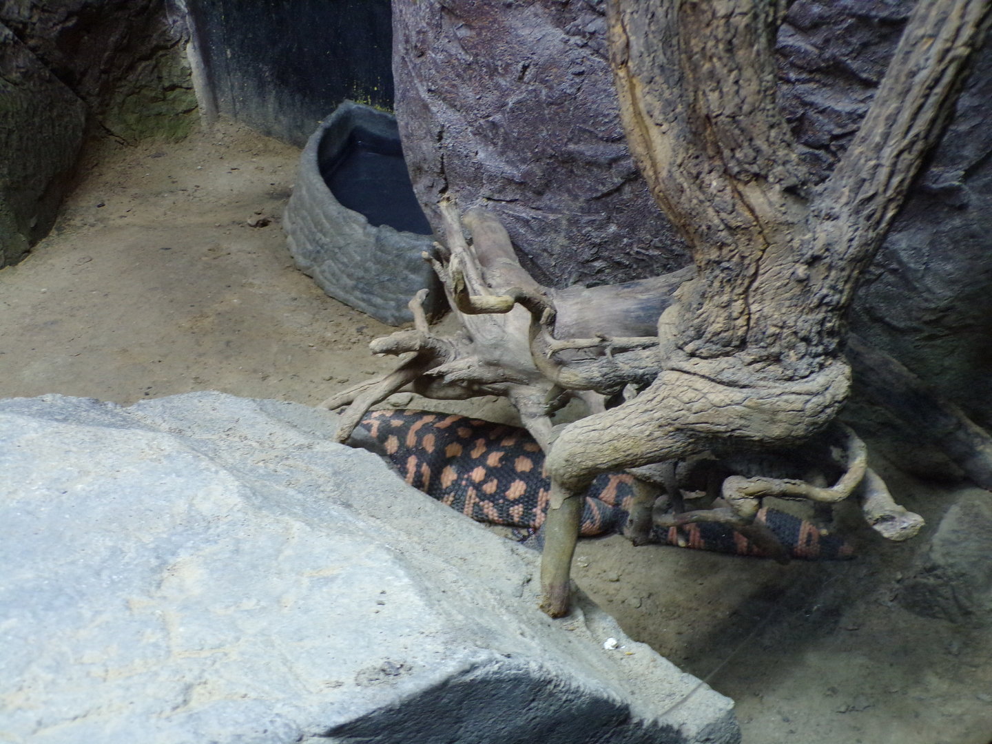 Oceanium- Gila monster 13.7.23