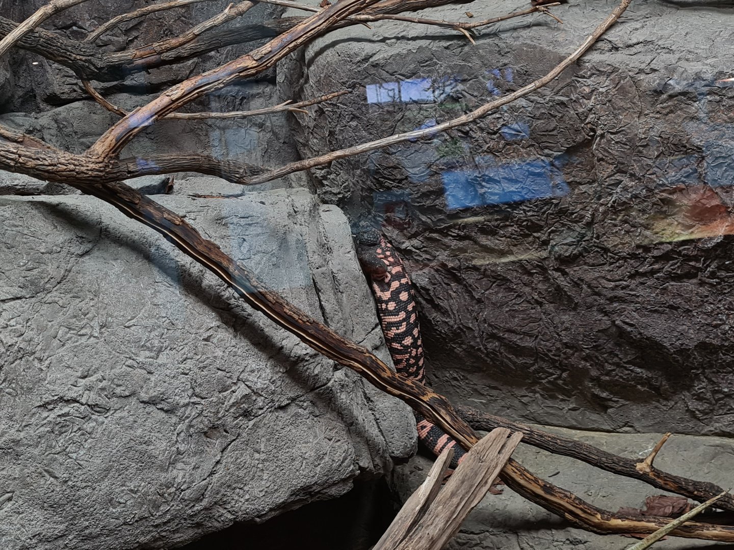Oceanium - Gila monster in Conservation centre