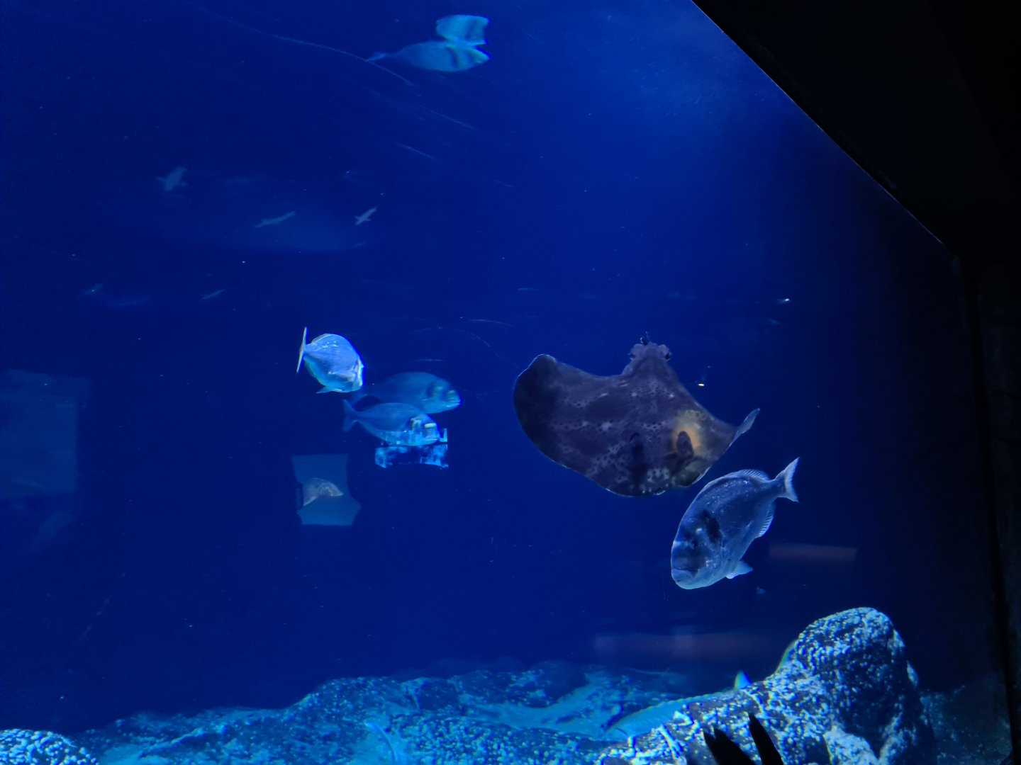 Oceanium - Gilthead seabream and Blonde ray in Delta aquarium