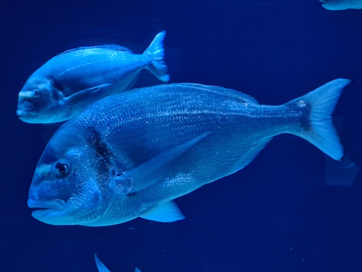 Oceanium - Gilthead seabream in Delta aquarium