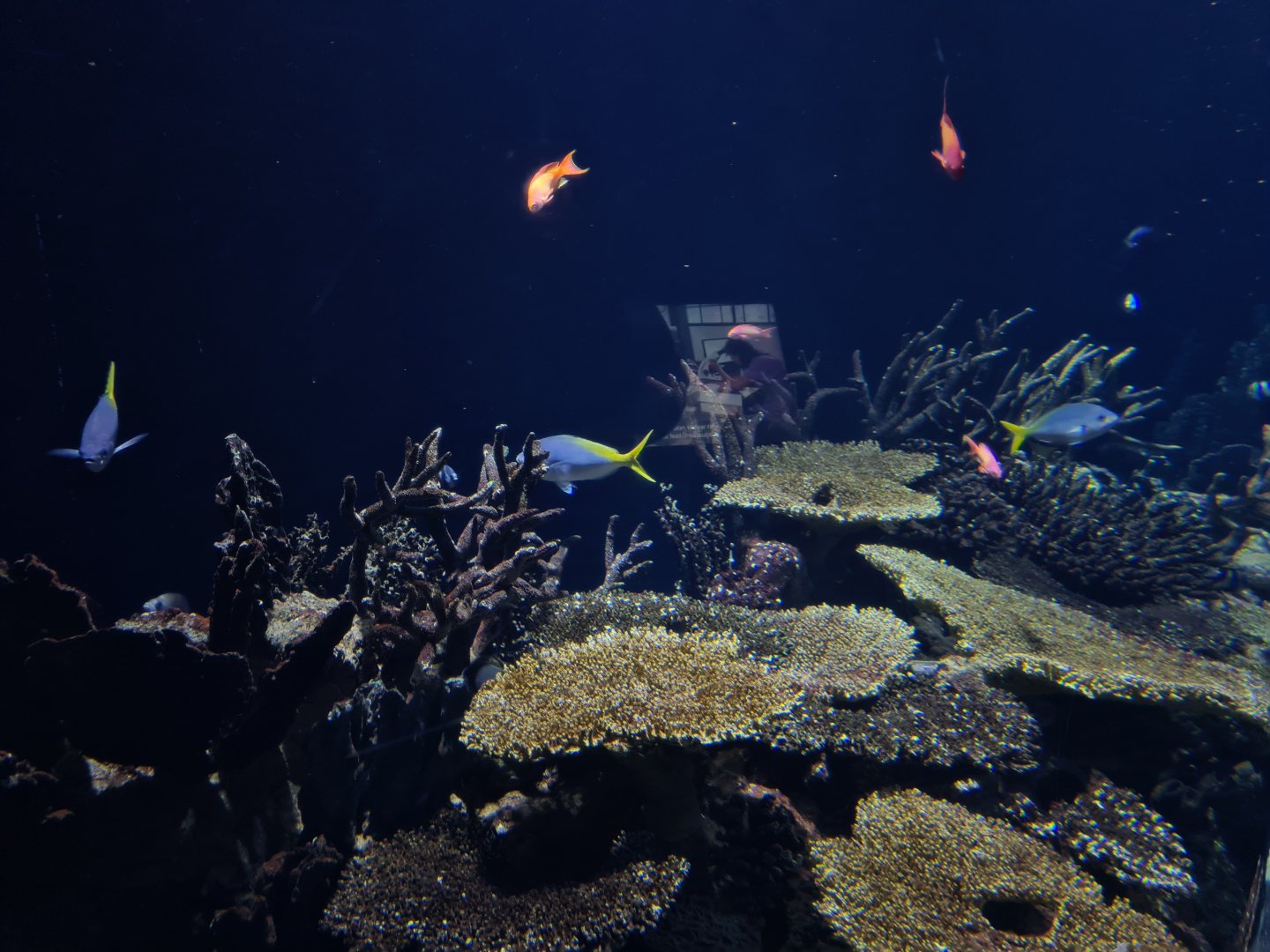 Oceanium - Great Barrier reef aquarium interior