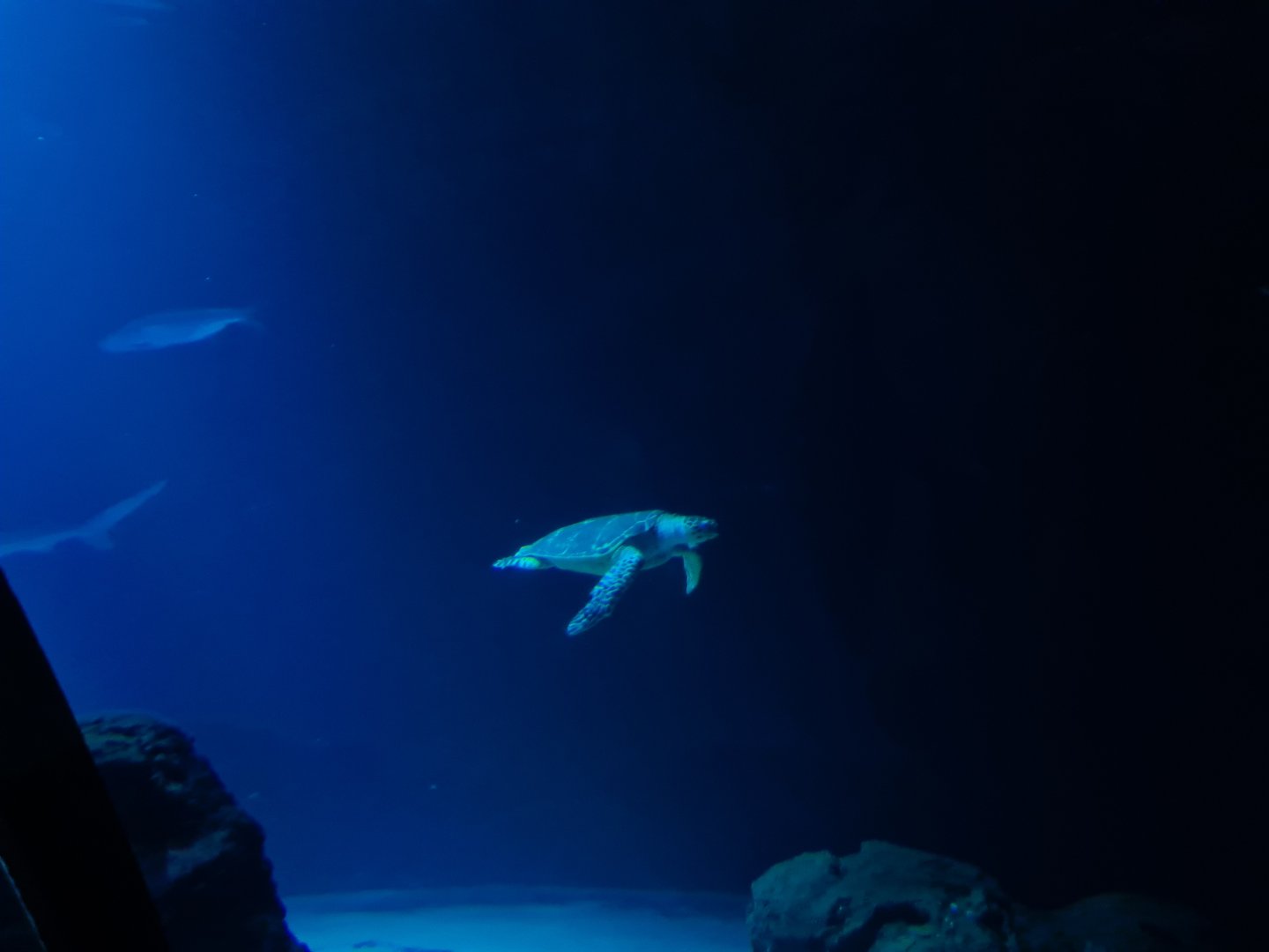 Oceanium - Green sea turtle in Endless Ocean aquarium