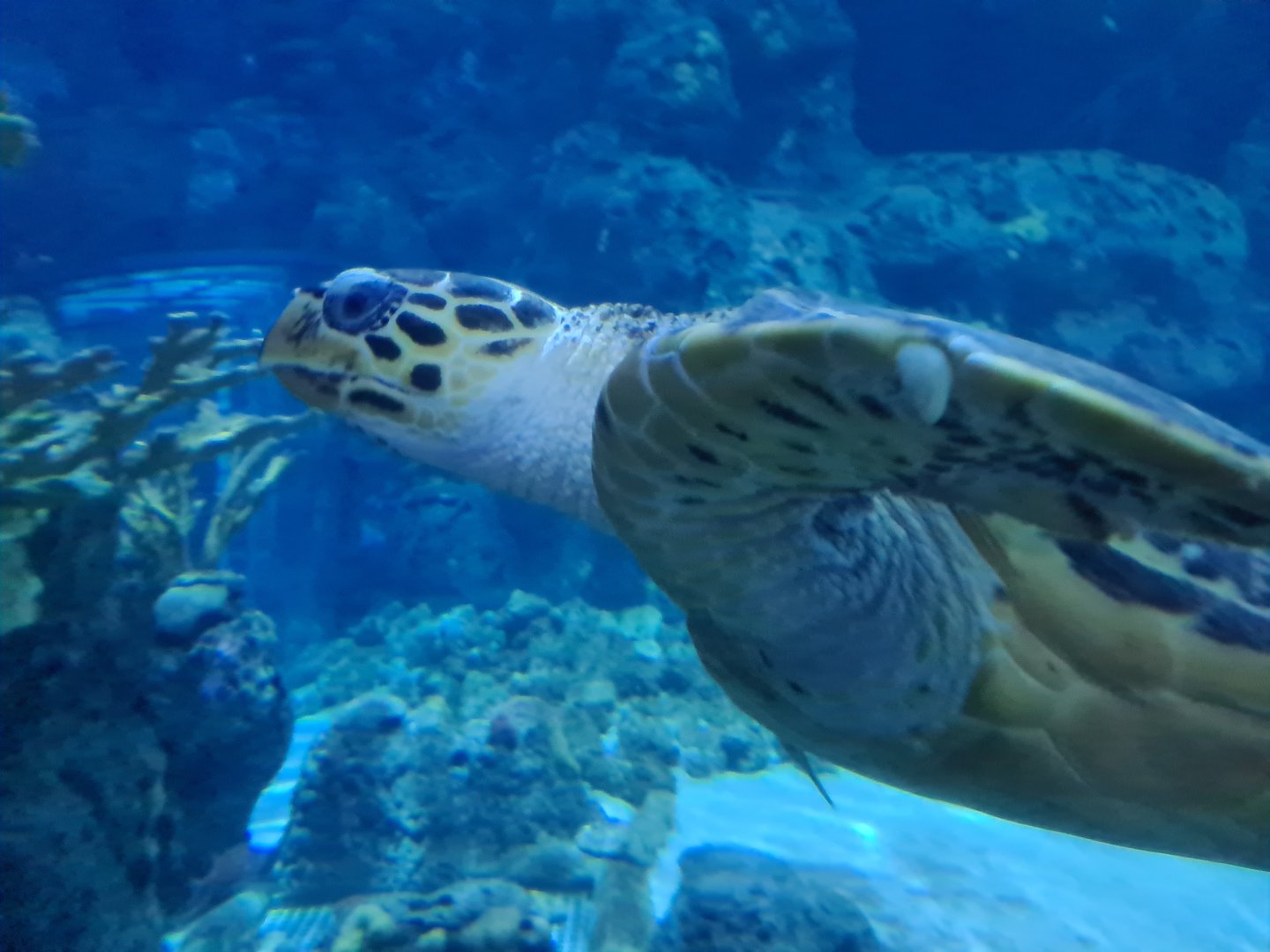 Oceanium - Green sea turtle in Endless Ocean aquarium
