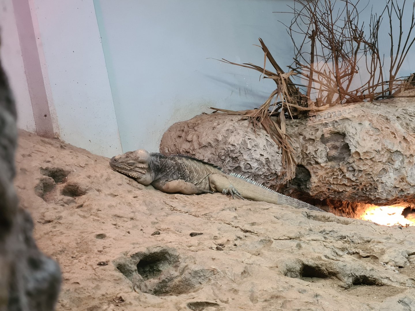 Oceanium - Hispaniolan rhinoceros iguana