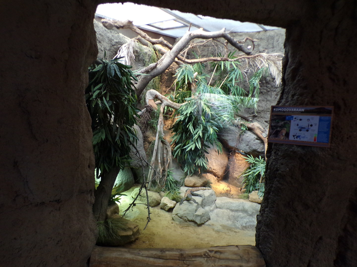 Oceanium- Juvenile Komodo Dragon enclosure 13.7.23