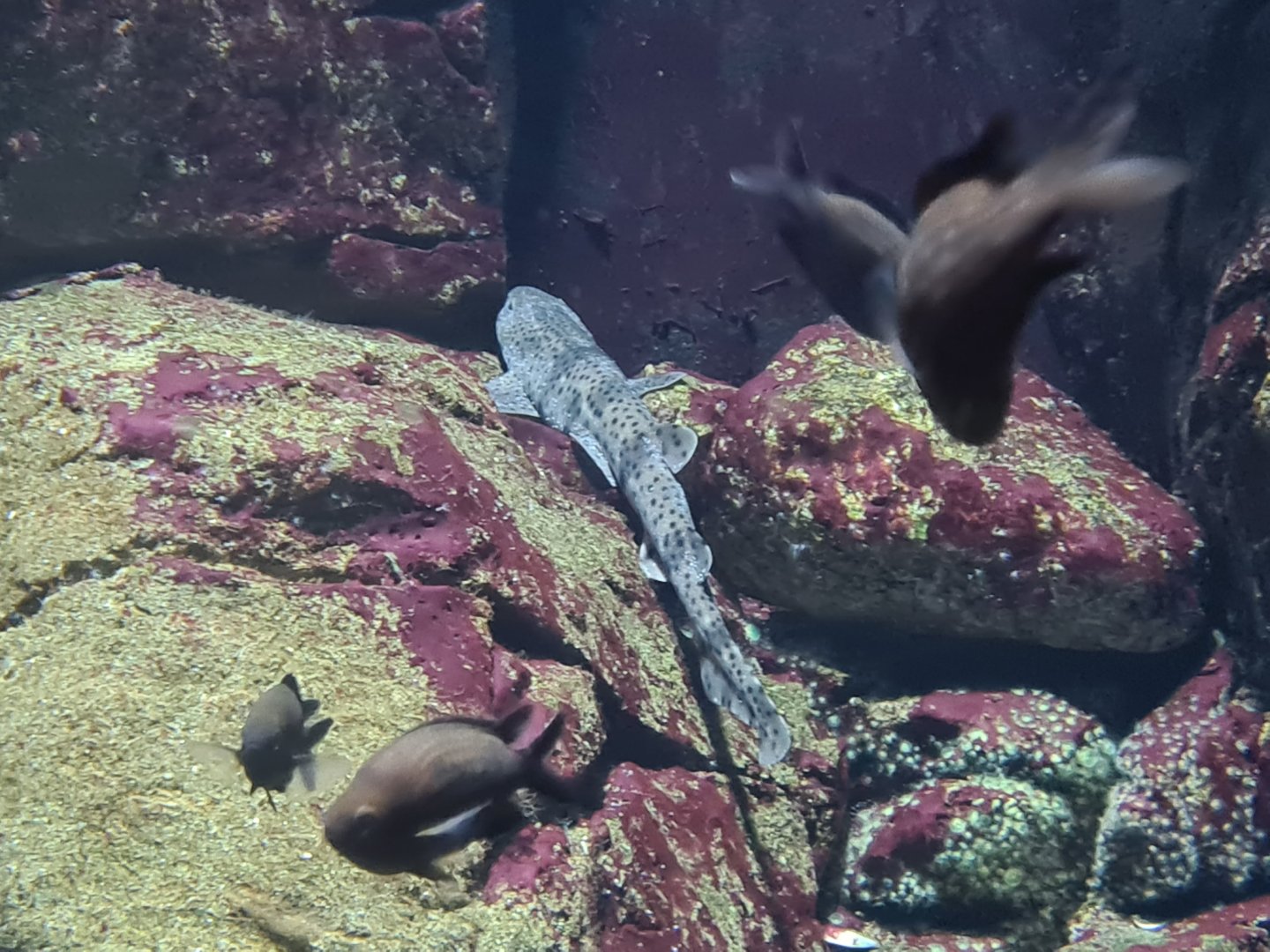 Oceanium - Juvenile Nursehound and Damselfish in Rock Cliff aquarium