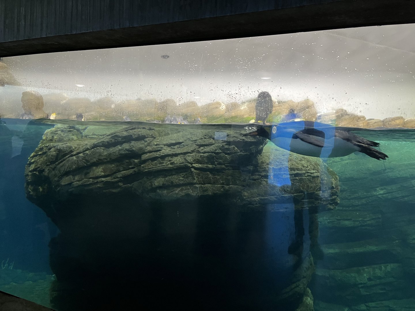 Oceanium- King penguin underwater 13.7.23